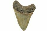 Fossil Megalodon Tooth - North Carolina #226505-2